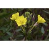 Health Embassy Evening Primrose Seeds (Oenothera Biennis) (100g)