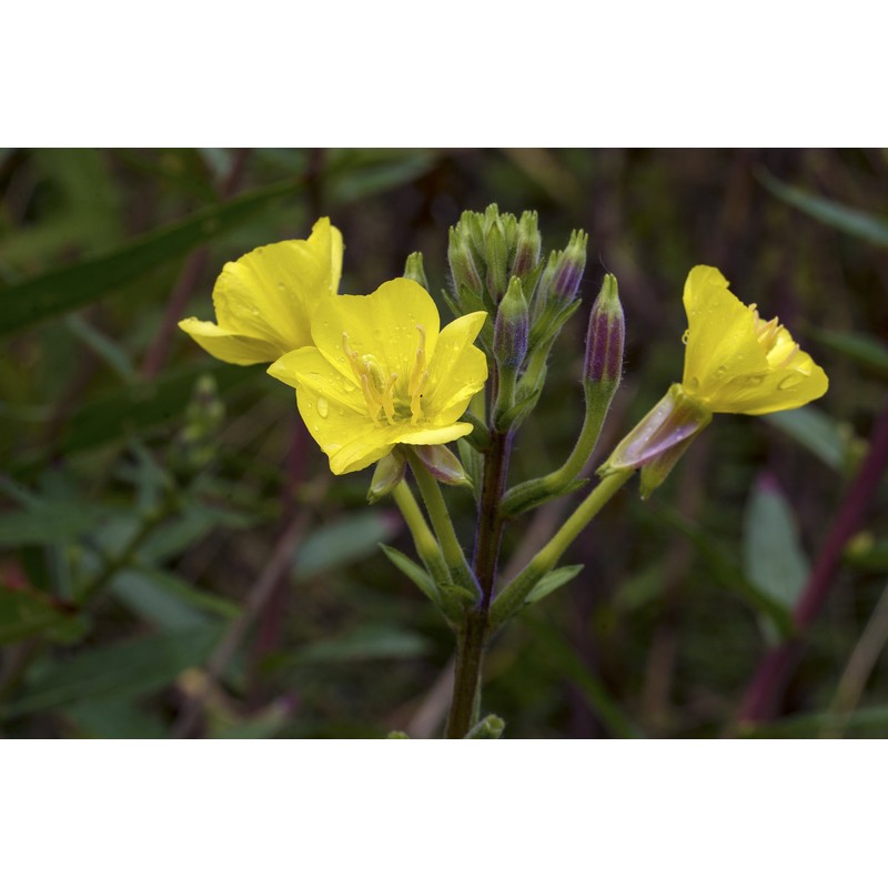 Health Embassy Evening Primrose Seeds (Oenothera Biennis) (100g)