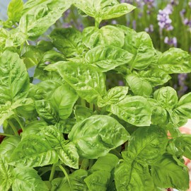 Sweet Basil Seeds - 2 g Packet ~1250 Seeds - Non-GMO, Heirloom - Growing Microgreens, Herb Garden - Ocimum basilicum