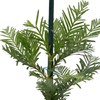 2 Coastal Redwood Trees – Live Plants – Sequoia sempervirens