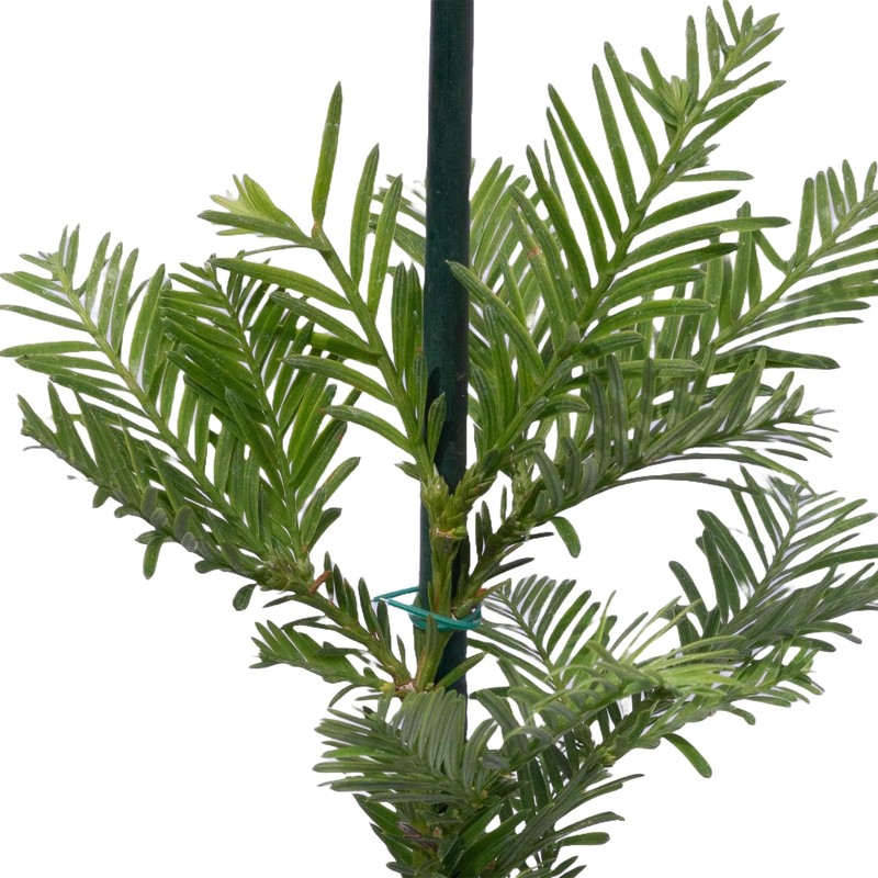 2 Coastal Redwood Trees – Live Plants – Sequoia sempervirens