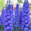 PnE seeds GIANT 6 FT KING ARTHUR DELPHINIUM FLOWER SEEDS