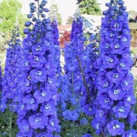 PnE seeds GIANT 6 FT KING ARTHUR DELPHINIUM FLOWER SEEDS   /  PERENNIAL~20 count