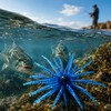 Silicone Sea Urchin Fishing Lure for Saltwater – 9.5g Soft
