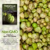 Survival Garden Seeds - Toma Verde Tomatillo Seed for Planting