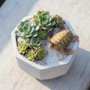 Ssmmam 2Pcs Miniature Sea Turtle Figurines for Fairy Garden, Fish