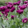 10,000 Heirloom Organic Lauren's Grape Papavaer Somniferum Poppy Seeds. Non-GMO