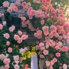 300+ Climbing Rose Seeds for Planting - Rare Climbing Rose