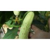 Long Chinese Cucumber White Delicacy Exotic Vegetable Seeds for Planting