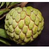 Fresh 15 Organic Sugar Apple Seeds | Annona Squamosa Custard