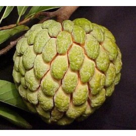 Fresh 15 Organic Sugar Apple Seeds | Annona Squamosa Custard Apple | Mảng cầu dai 2025