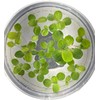 Live Dwarf Water Lettuce - Pistia Stratiotes, Floating Aquarium Plants