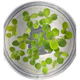Live Dwarf Water Lettuce - Pistia Stratiotes, Floating Aquarium Plants (20 Plants)