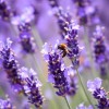 MySeeds.Co Lavender, Italian (Lavandula angustifolia) Herb Seeds, Fragrant Blooms -