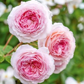 Heirloom Roses Rose Plant - James Galway® Pink Rose Bush, David Austin Live Plant for Planting Outdoors