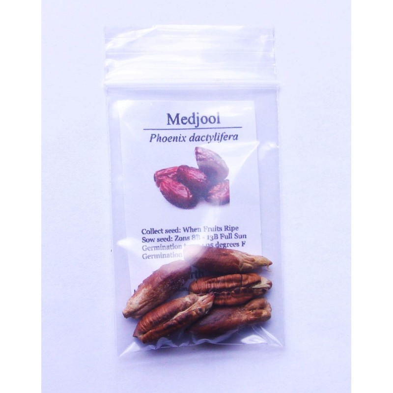 Medjool Date Seeds - 5 - Phoenix dactylifera (Organically Grown)