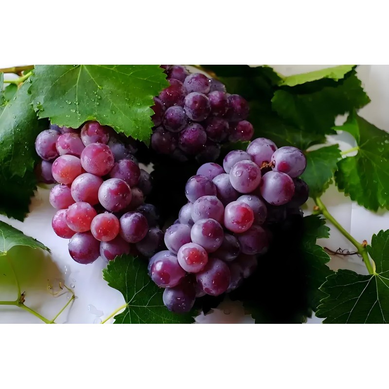 Grape Seeds for Planting 100+ Pcs