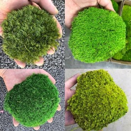prefleur 4 Color Mix Pack Preserved Pole Moss Pillow Bun Cushion Natural Decorative Green DIY Kit Art Wall Decor Florist Decor Easter Table Decor Wedding(1.5 sq.ft, Green-A,Green-B,Green-C,Green-D)