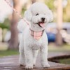 KOOLTAIL - Juego de collar y correa para perros pequeños