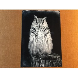 Barn Owl J Edwards Original Art Tintype Limited Series From Artist C046