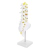 Human Lumbar Vertebral Model School Educational Teaching Model Tool Spine
