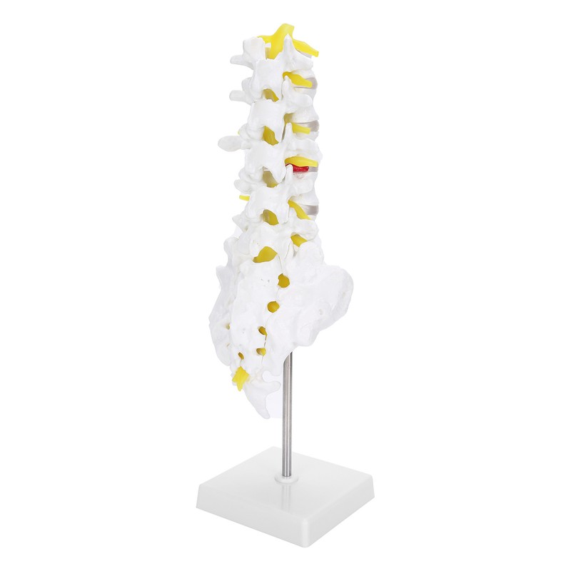 Human Lumbar Vertebral Model School Educational Teaching Model Tool Spine