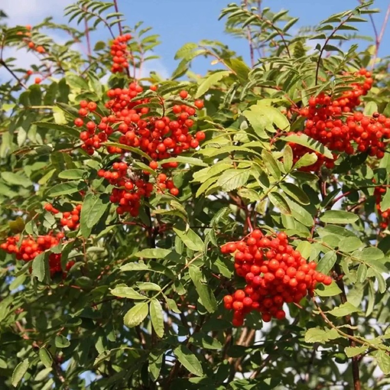 CZ Grain 10 Mountain Ash Seeds for Planting Sorbus Aucuparia