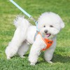 AIITLE No Pull Dog Harness and Leash Set, Step in