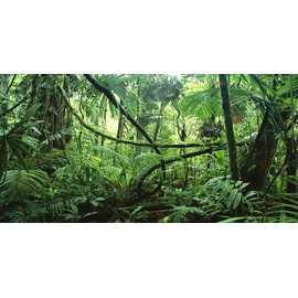 BNS Reptile Habitat, Terrarium Background, DEEP in The Jungle - Various Sizes