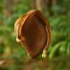 Pulpa Hidratante Corporal Natura Ekos Andiroba