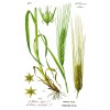 Barley Seeds (200) / ORGANIC / FLORIDA GROWN / CEREAL