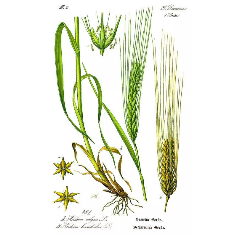 Barley Seeds (200) / ORGANIC / FLORIDA GROWN / CEREAL