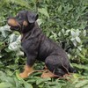 Vivid Arts - Rottweiler - XRL-ROTT-D