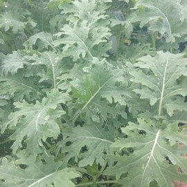 White Russian Kale (Brassica oleracea) Vegetable Seeds, Cold-Hardy Champion, Tender Leaves, Edible Stems, Sweet Flavor, Seeds by MySeeds.Co, You Choose The Amount (1 oz)