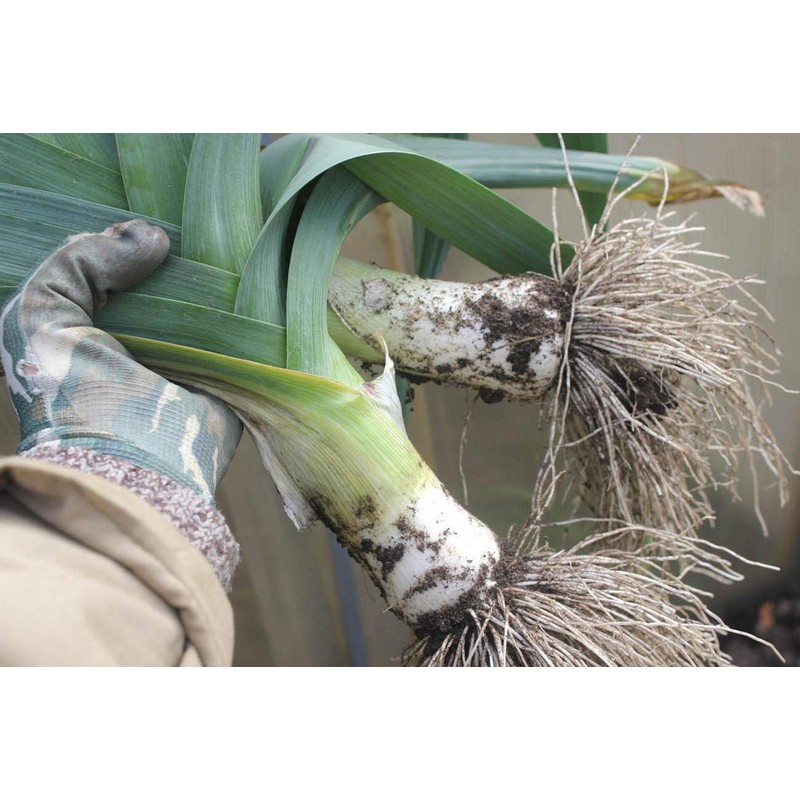 KIRA SEEDS - Seeds Leek Autumn Giant Onion - Heirloom