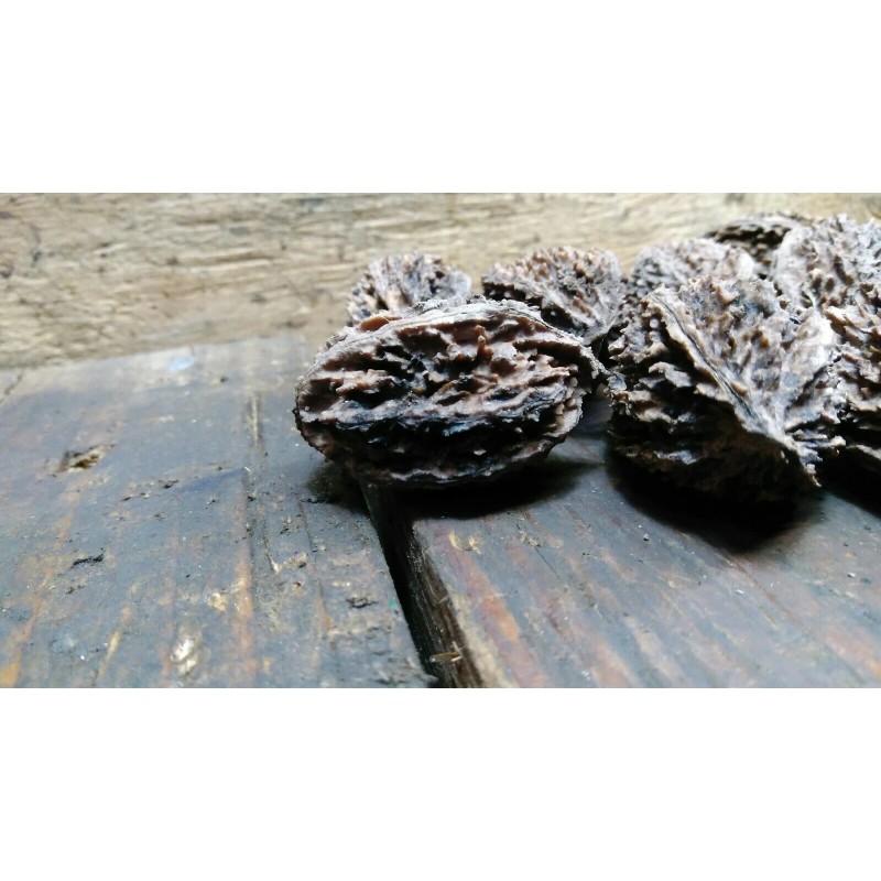 White 10 Butternut tree seeds (Juglans cinerea) aka White Walnut