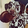 WufWuf Easter Choco Ball Plush Dog Toy – Soft, Durable,