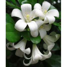 Buy Rare Seeds Murraya paniculata | Mock Orange Jasmine | Satinwood | 10_Seeds