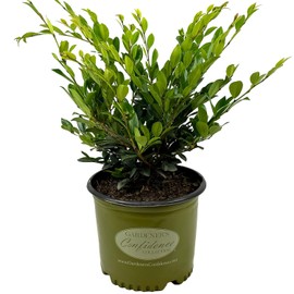 Blooming & Beautiful - Emerald Heights Distylium - 3 gal - Gardener's Confidence - Dense Evergreen Shrub Dark Green Foliage - Zones 6-9 - Distylium x 'PIIDIST - 1' PP24410-3 Gallon Pot