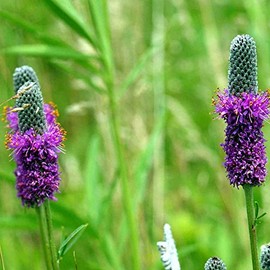 2,000 Purple Prairie Clover Seeds 4 Grams USA Harvested Native Pollinator bee Butterfly