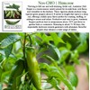 Anaheim Chili Pepper Seeds for Planting (Capsicum annuum) – 100+