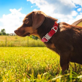 Comfluxe Dog Collar Metal Buckle for Large Medium Small Dogs Female Male, Adjustable Safety Nylon Dog Collar with Quick Release Buckle, 1" Wide Heavy Duty Dog Collar (Red, M-L)