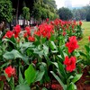 10 Seeds Red Canna Lily Indica | Indian Shot Arrowroot