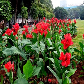 10 Seeds Red Canna Lily Indica | Indian Shot Arrowroot Flowers Attracts Hummingbirds
