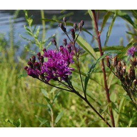Fresh 100 Ironweed Medicinal Herb Seeds Purple Flower FREE SHIPPING Vernonia fascicula
