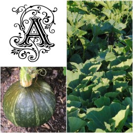 Fresh ORGANIC KABOCHA SQUASH - 10 Seeds Japanese Squash Korean Pumpkin Heirloom