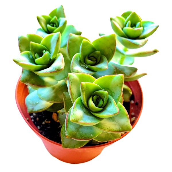 FATPLANTS Succulent Plant(s) Fully Rooted in 4 inch Planter Pots