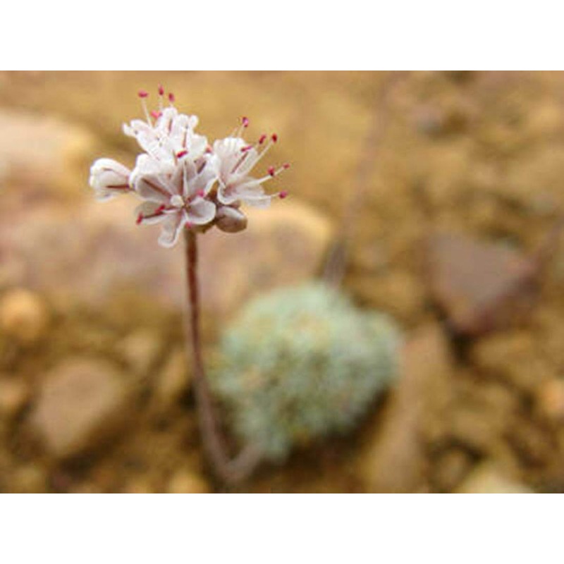 Certified Organic Buckwheat Kasha -Toasted-Non-GMO, Vegan, Bulk Hulled (10LB)