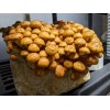 Roots ORGANIC - Nameko Mushroom (Pholiota nameko) Liquid Culture