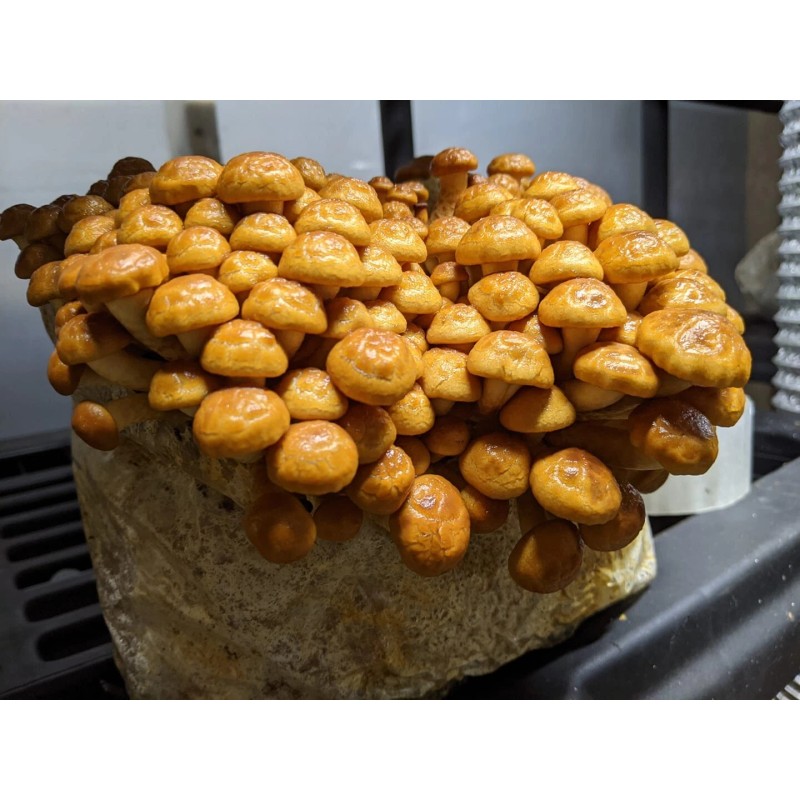 Roots ORGANIC - Nameko Mushroom (Pholiota nameko) Liquid Culture